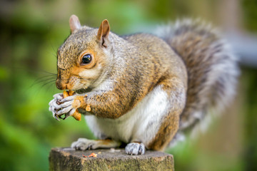 Squirrel eating nut