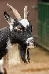 Black and white goat
