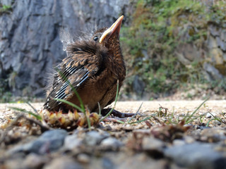Junge Amsel wartet auf Fütterung