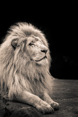 Fototapeta na wymiar Proud lion portrait