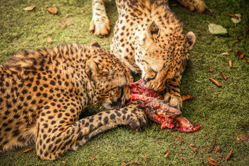 Cheetah feasting on meat