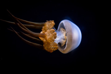 Naklejka premium Sea Life