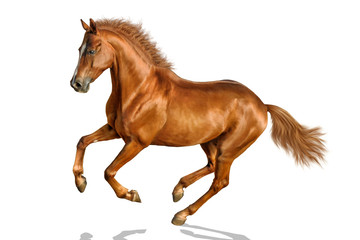 Fototapeta na wymiar Chestnut horse is freely cantering.