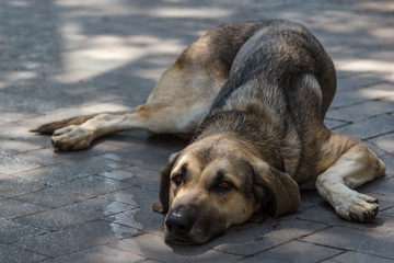 Sad dog laying on a street of Palermo, Sicily, Italy