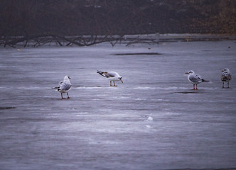 Wasservögel