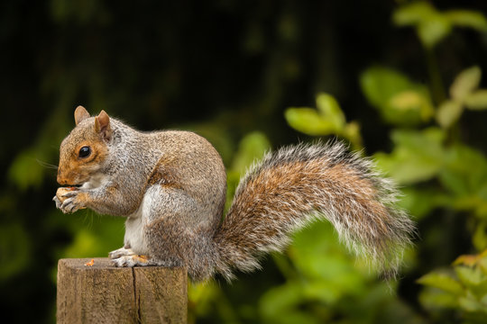 Squirrel Eating Nut