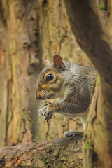 Squirrel eating nut