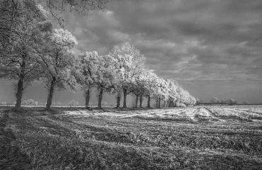 Fototapeten landschap nederland © lietjepietje