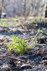 Close-up of green sprout growing out of soil