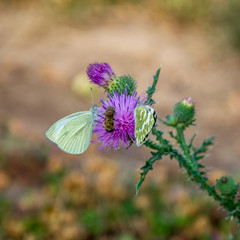 two butterflies and bee on one flower