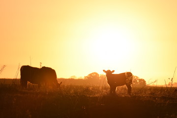 Vacas y terneros Angus, en la provincia de Buenos Aires, Argentina