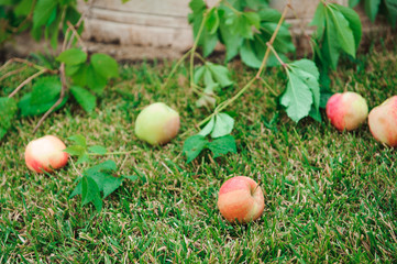 wedding decorations, flowers in a basket and apples on the grass