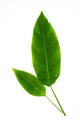 Green leaves on isolated white background.