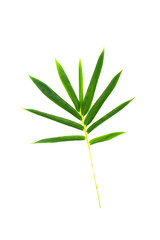 Green leaves on isolated white background.