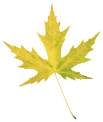 Natural autumn poplar leaf on white