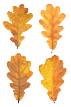 Set of four natural scanned oak leaves