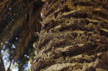 Obraz premium Close up of palm tree