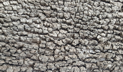 Old tree bark texture