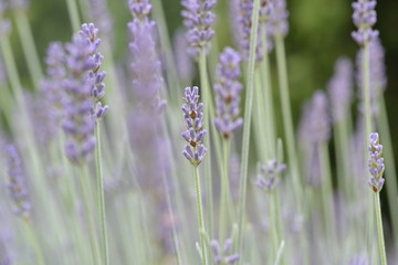 purple lavender