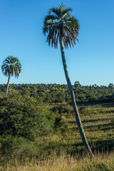 Palms on El Palmar National Park, Argentina