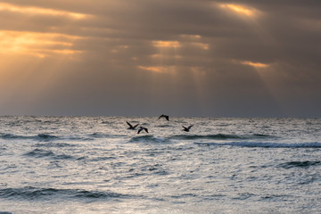 Group of Pelicans Glide Over Early Morning Surf