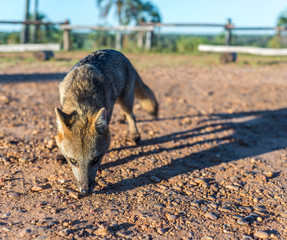 Mountain Fox on El Palmar National Park, Argentina