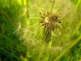 Dandelion clock