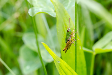Grasshopper, Caelifera, hidden in green grass in extreme macro s