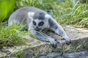 lemur, macaco