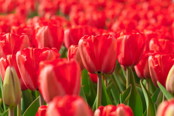 Red Tulips. Selective focus.