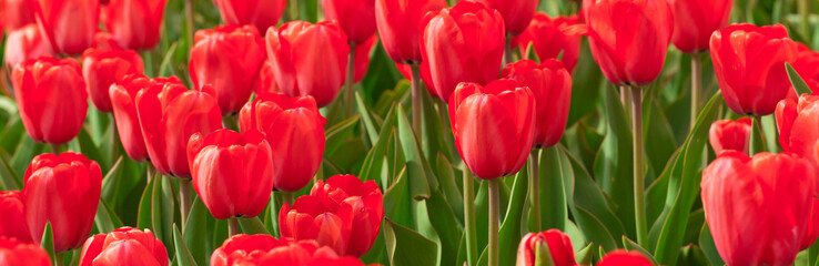 Red Tulips. Selective focus.