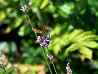 Butterfly on a lavender flower