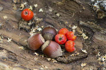 Hazelnut and rowan berries in the forest. Nature