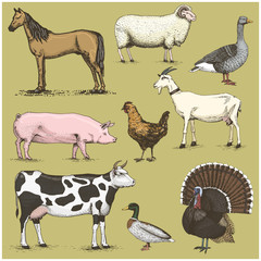 set of engraved vintage domestic, farm animals include horse and sheep, cow . chicken. goat . turkey. pig. duck with goose