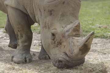 Obraz premium Rinoceronte che mangia