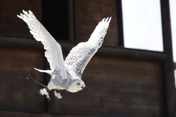 Civetta delle nevi in volo