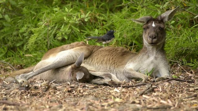 Willy Wagtail fängt Fliegen vom Känguru, graues Riesenkänguru, Gartenfächerschwanz, Känguru und Vogel Symbiose, Westaustralien, Australien, Down Under, Video