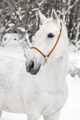 Portrait of a gray horse