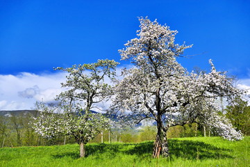 Blossoming apple trees in spring time