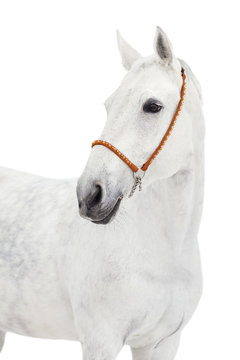 Portrait of a gray horse on a white background