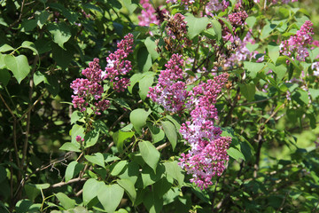 sprig of  magenta lilac grows surrounded by leaves