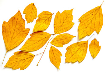 Dry maple leaves oil draw painting, photo manipulation