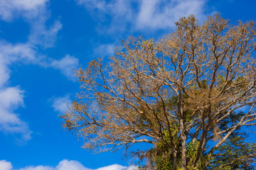 Tree with yellow leafs and green bindweed under blue sky and white cloud