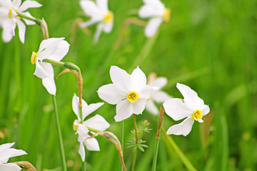 Valley of Narcissi in Khust, Ukraine - in may there are dandelions and narcissuses © Gelia