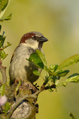 The house sparrow Passer domesticus
