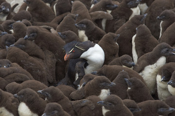 Fototapeta premium Adult Rockhopper Penguin (Eudyptes chrysocome) standing amongst a large group of nearly fully grown chicks on the cliffs of Bleaker Island in the Falkland Islands.