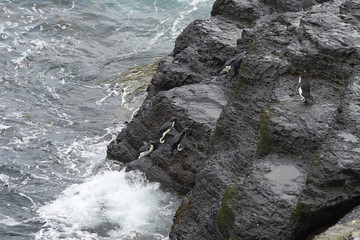 Rockhopper Penguins (Eudyptes chrysocome) coming ashore on the rocky cliffs of Bleaker Island in the Falkland Islands