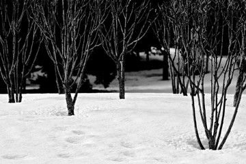 James Gardens in winter