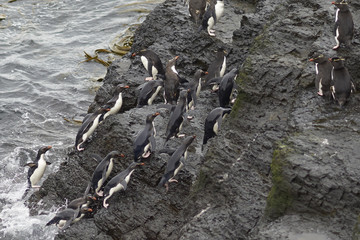 Rockhopper Penguins (Eudyptes chrysocome) coming ashore on the rocky cliffs of Bleaker Island in the Falkland Islands