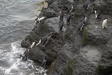 Obraz premium Rockhopper Penguins (Eudyptes chrysocome) coming ashore on the rocky cliffs of Bleaker Island in the Falkland Islands